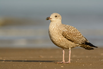 European Herring Gull (Larus argentatus) on the beach.