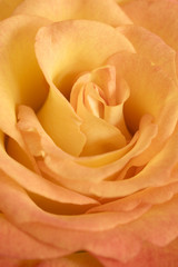 Orange rose flower