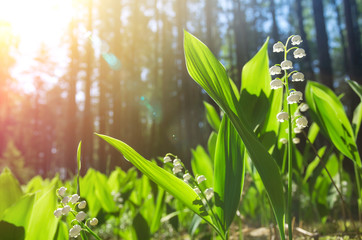 Blossoming lilies of the valley in a sunny forest - obrazy, fototapety, plakaty