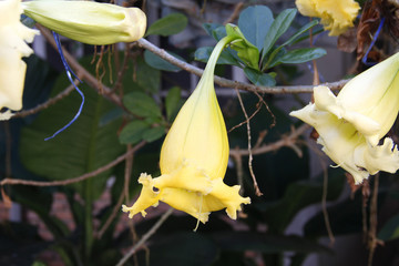 gelbe, exotische Blüten