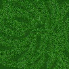 Background of green prickly branches of a Christmas tree