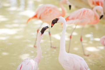 Couple of pink flamingo portrait