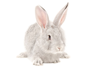 Fototapeta premium Portrait of a gray rabbit