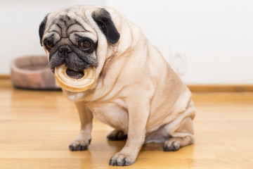 Obraz premium Pug with a round bone in mouth