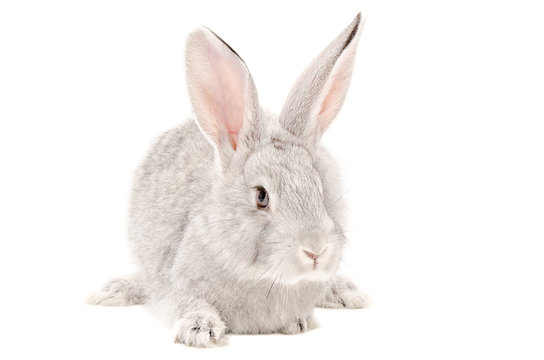 Portrait of a gray rabbit