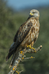 milvus milvus