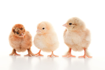 Small fluffy chickens