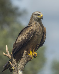Milvus migrans