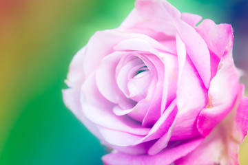 Fototapeta na wymiar Closeup beautiful macro pink rose