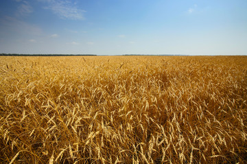 golden wheats field