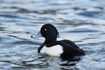 Tufted Duck, Aythya fuligula