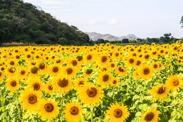 Obraz premium sunflower