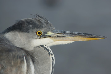 Grey Heron, Ardea cinerea