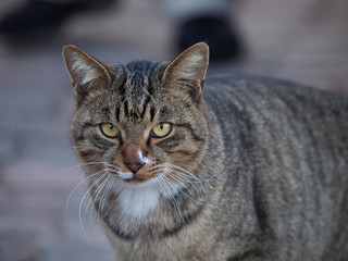 見つめる丸顔の猫