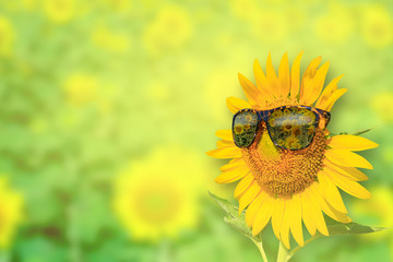 Sunflowers glasses on background : Summer Time