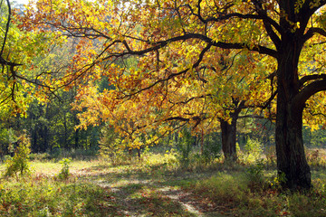 Fototapeta na wymiar Autumn in the oak grove
