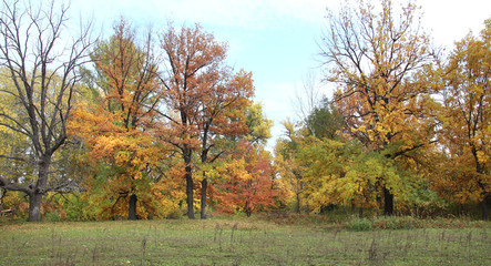 autumn forest