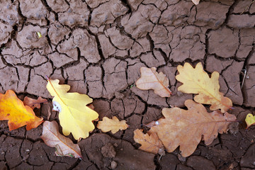 autumn leaves