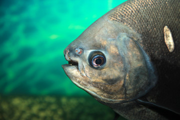 big aquarium fish