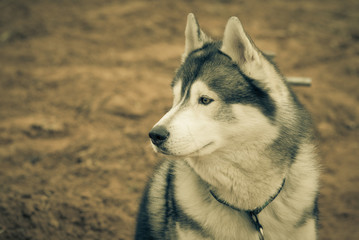 Husky portrait. Tinted