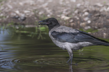 Crow acting in puddle