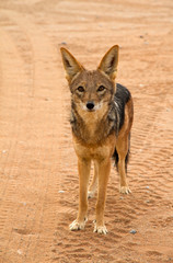 Jackal
