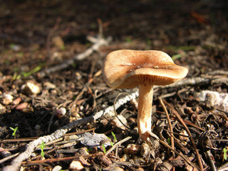 piccolo fungo di campagna