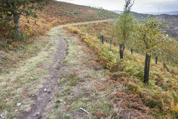a rural path in autumn trough the mountain