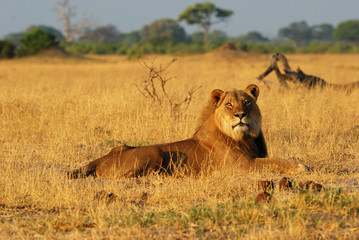 Fototapeta na wymiar Lion mâle couché