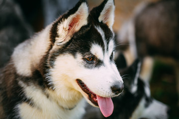 Close Up Young Happy Husky Puppy Eskimo Dog