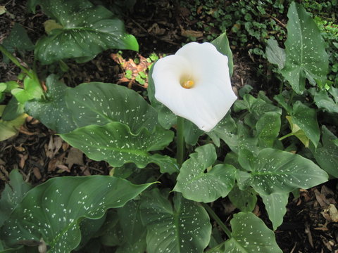 Wei&szlig;er Aronstab