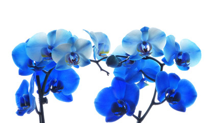 Naklejka na ściany i meble Orchideenrispen blau