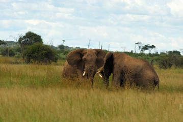 Face à face entre éléphants