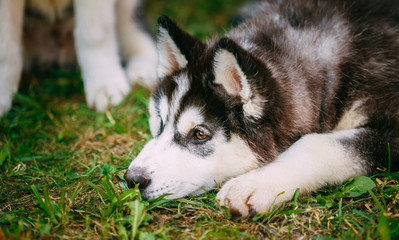Sad Young Husky Puppy Eskimo Dog