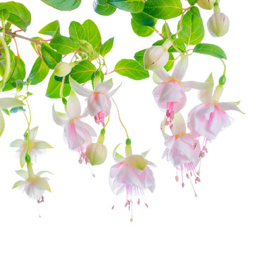 blossoming beautiful delicate white with pink fuchsia, isolated