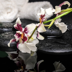 healthcare concept of orchid Cambria flower with drops and white