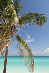 Fototapeta na wymiar Bright Caribbean Beach with Palm Trees