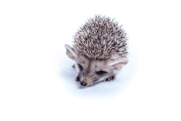 Little hedgehog