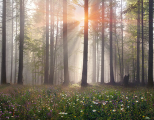 Magic Carpathian forest at dawn - obrazy, fototapety, plakaty