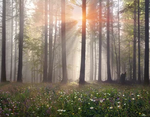 Foto op Plexiglas Magic Carpathian forest at dawn © panaramka