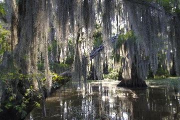 Fotobehang Bayou Swamp Scene with Spanish Moss © lazyllama