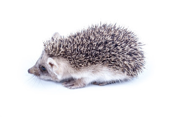 Little hedgehog