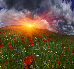 Field with bright blooming poppies
