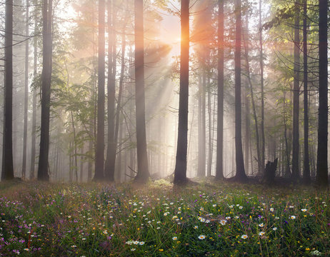 Fototapeta Magic Carpathian forest at dawn