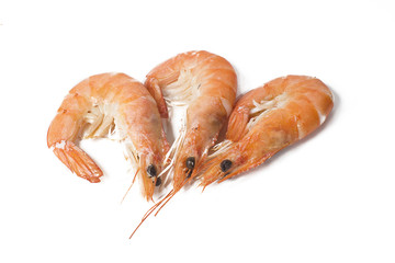 Cooked prawns on white background