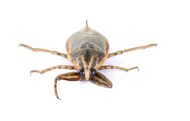 giant water bug