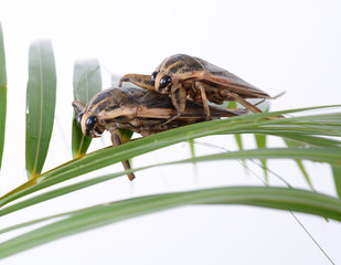 giant water bug