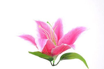 pink flower isolated