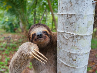 Portrait of brown-throated three-toed sloth - obrazy, fototapety, plakaty