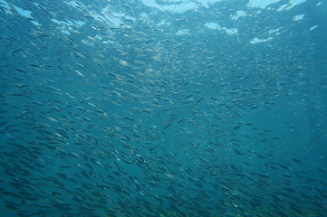 Shoal of small fish in the ocean